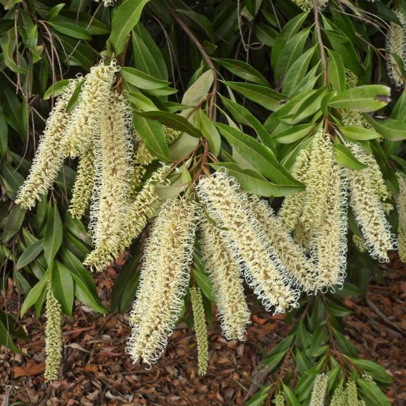 Australian Native Shrubs Native Shrubs for Sale Melbourne